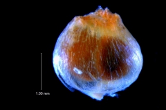 Cuscuta incurvata; capsule (styles broken); note that the capsule lacks a dehiscence line