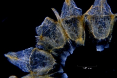 Cuscuta incurvata; corolla dissected