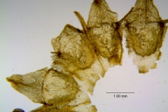 Cuscuta incurvata; corolla dissected