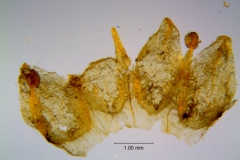 Cuscuta incurvata; corolla dissected