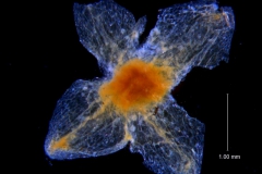 Cuscuta incurvata; calyx dissected (one lobe missing)