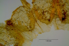 Cuscuta incurvata; corolla dissected: infrastaminal scales
