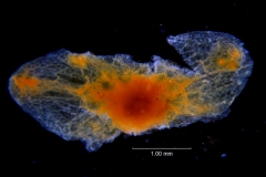 Cuscuta incurvata; calyx dissected (four lobes missing)