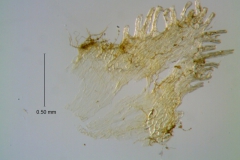 Cuscuta incurvata; infrastaminal scale