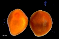 Cuscuta incurvata; seeds