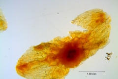 Cuscuta incurvata; calyx dissected (four lobes missing)