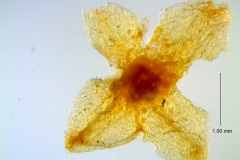 Cuscuta incurvata; calyx dissected (one lobe missing)