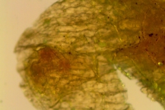 Cuscuta incurvata; stomatiferous protuberance on calyx lobe