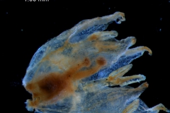 flower after calyx was removed