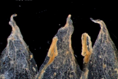 corolla lobes & anthers detail