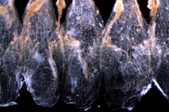 dissected corolla detail