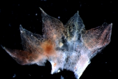 dissected calyx