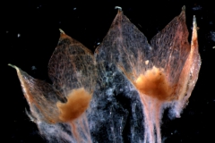 dissected calyx (2)