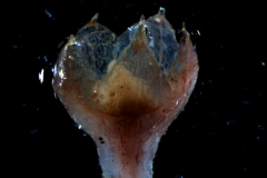 calyx 3D