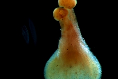 ovary, styles & stigmas