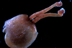 ovary, styles, stigma