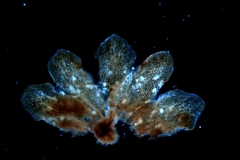 dissected calyx