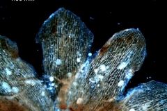 dissected calyx
