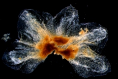 calyx dissected