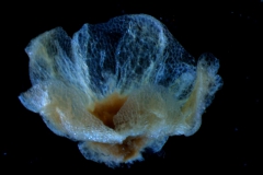 calyx 3D