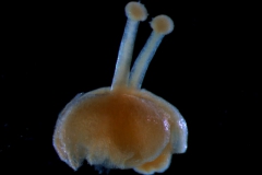 ovary, styles, stigma