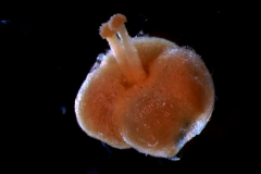 ovary, styles, stigma