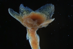 calyx 3D