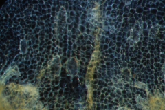 surface of corolla lobe;  laticifers