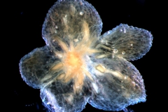 calyx