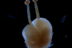 ovary, styles, stigma