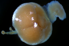 capsule