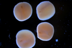 seeds