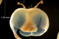 capsule