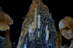 corolla lobe