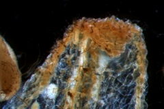 corolla lobe