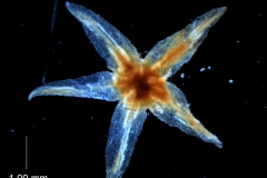 calyx