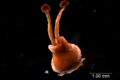 young gynoecium