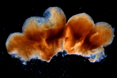 calyx dissected