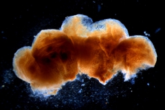 calyx dissected