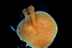 gynoecium