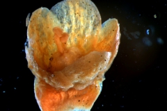 calyx 3D