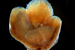 calyx 3D
