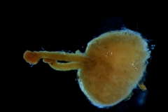 gynoecium