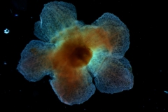 calyx, dissected