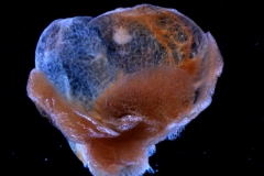 calyx, 3D