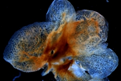 calyx, dissected