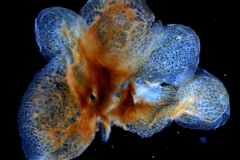 calyx, dissected