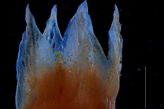 corolla lobes, 3D