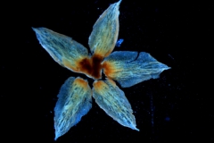 calyx, dissected