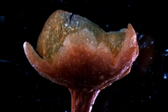 calyx, 3D